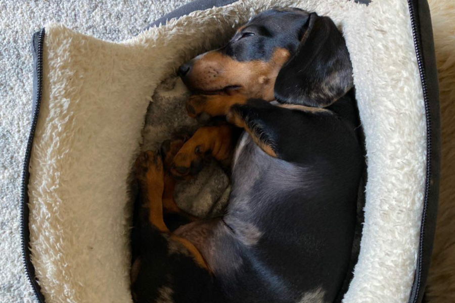 Black pineapple shop company dog bed